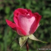 Rose Gaujard